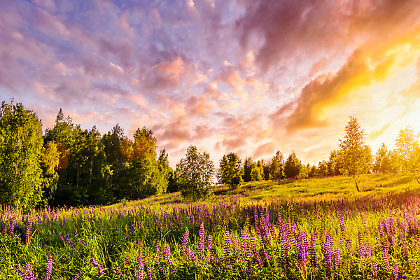 포토 JPG 해외이미지 나무 꽃밭 자연 하늘 사람없음 야외 햇빛 태양 일몰 해외포토 자연요소 식물 꽃 노을 생태계 파일형식 이미지허브