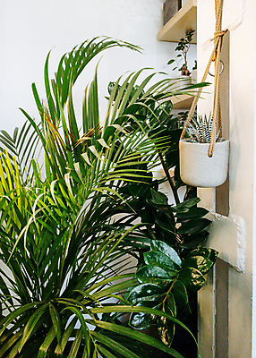 포토 JPG 해외이미지 나무 식물 디자인 꽃 화분 화초 백그라운드 잎 꽃무늬 패턴 자연 주택 실내 사람없음 내부 장식 초록색 정원 봄 성장 흰색 나뭇가지 신선 냄비 유기농 원예 내추럴 고립 심기 이국적 해외포토 웰빙 계절 컬러 무늬 모션 취미 건물 솥 생태계 파일형식 이미지허브