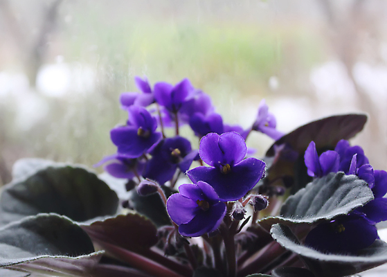 포토 JPG 해외이미지 식물 꽃잎 꽃 화분 화초 줄기 꽃다발 백그라운드 잎 꽃무늬 채소 자연 주택 취미 사람없음 목재 장식 초록색 뷰티 봄 들꽃 벚꽃 흰색 신선 다발 허브 제비꽃 원예 잡종 비올라 해외포토 나무 계절 컬러 무늬 재료 건물 생태계 파일형식 찰현악기 이미지허브