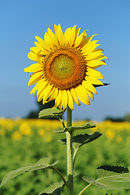 포토 JPG 해외이미지 주간 해바라기 풍경 사람없음 야외 아웃포커스 여름 해외포토 자연요소 계절 꽃 촬영기법 파일형식 이미지허브