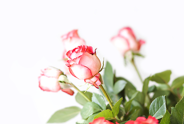 포토 JPG 해외이미지 식물 디자인 기념일 꽃 줄기 분홍색 꽃다발 결혼 백그라운드 컨셉 꽃무늬 데이트 자연 유리 휴가 발렌타인데이 선물 사랑 이벤트 사람없음 장식 빨간색 초록색 물 뷰티 장미 꽃병 놀람 낭만 벚꽃 흰색 축하 신선 다발 오브젝트 질감 고립 우수 완전 해외포토 자연요소 감정 컬러 무늬 데이이벤트 재질 표정 절기 생태계 파일형식 이미지허브