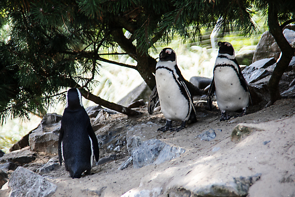 포토 JPG 해외이미지 모래 자연 사람없음 야외 검은색 흰색 깃털 부리 암초 해외포토 컬러 생태계 파일형식 이미지허브