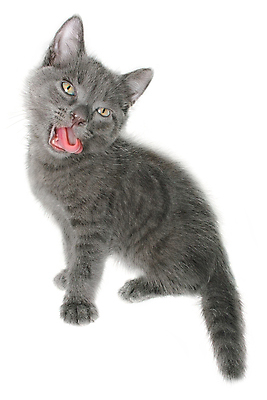 포토 JPG 해외이미지 동물 앉기 사람없음 반려동물 고양이 회색 작음 혀 노려봄 고립 섬광 해외포토 컬러 포유류 모션 표정 입 크기 파일형식 이미지허브