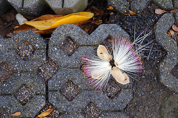 포토 JPG 해외이미지 나무 식물 디자인 계절 공원 꽃 음식 모래 백그라운드 잎 꽃무늬 자연 해바라기 건조 사람없음 목재 빨간색 초록색 빛 갈색 노란색 정원 검은색 봄 벚꽃 껍질 흰색 신선 개화 원예 질감 내추럴 고립 구성 옛날 해외포토 공공시설 컬러 무늬 재료 취미 생태계 파일형식 이미지허브