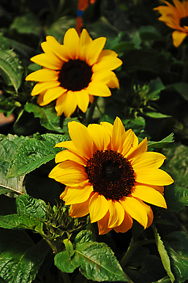 포토 JPG 해외이미지 주간 줄기 잎 꽃밭 해바라기 사람없음 야외 아웃포커스 해외포토 자연요소 식물 꽃 촬영기법 파일형식 이미지허브
