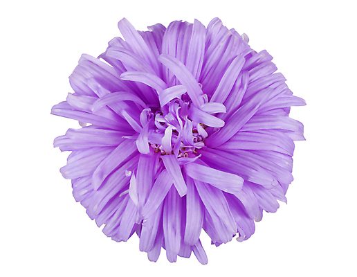 포토 JPG 해외이미지 식물 1 꽃잎 꽃 백그라운드 꽃무늬 자연 사람없음 장식 뷰티 머리 보라색 활발 벚꽃 흰색 제비꽃 오브젝트 데이지 내추럴 고립 해외포토 컬러 컨셉 무늬 신체부위 생태계 파일형식 이미지허브