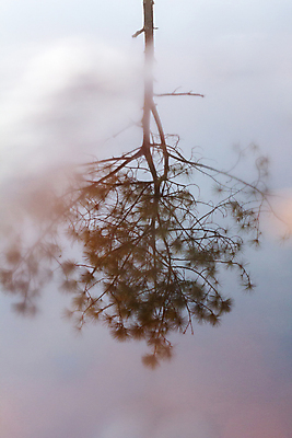 포토 JPG 해외이미지 나무 공원 호수 여행 곡선 오렌지 자연 하늘 아침 산 사람없음 야외 초록색 물 파란색 강 반사 노란색 일출 미국 거울 하이킹 연못 소나무 개울 숲 그림 내추럴 뿌연 전국 해외포토 주간 자연요소 식물 공공시설 선 컬러 북아메리카 과일 레저 노을 생태계 파일형식 이미지허브