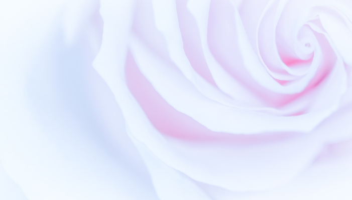 포토 JPG 해외이미지 식물 디자인 계절 꽃잎 꽃 분홍색 결혼 백그라운드 컨셉 꽃무늬 자연 결혼식 추상 휴가 사람없음 빛 환경 보라색 봄 수확 성장 벚꽃 흰색 신선 신용카드 개화 선택 질감 복고 초대 부드러움 내추럴 해외포토 컬러 무늬 농업 이벤트 금융 감각 생태계 파일형식 이미지허브