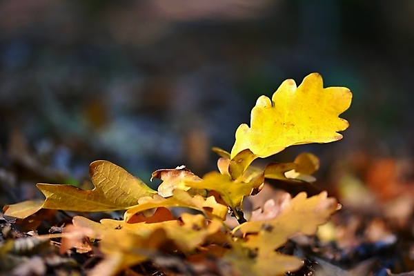 포토 JPG 해외이미지 나무 식물 디자인 계절 공원 길 백그라운드 단풍 잎 패턴 오렌지 자연 추상 사람없음 야외 장식 빨간색 초록색 빛 컬러풀 뷰티 갈색 노란색 환경 정원 일본 흰색 신선 황금 떨어짐 숲 11월 질감 10월 내추럴 땅바닥 떠남 옛날 해외포토 공공시설 아시아 컬러 컨셉 무늬 과일 모션 바닥 날짜 생태계 파일형식 이미지허브