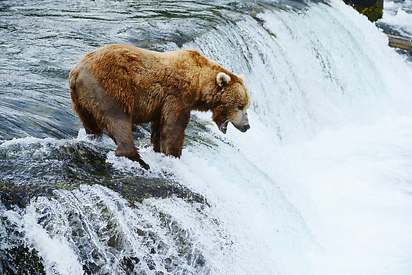 포토 JPG 해외이미지 주간 한마리 야생동물 곰 사람없음 야외 폭포 해외포토 자연요소 동물 1 포유류 자연 파일형식 이미지허브