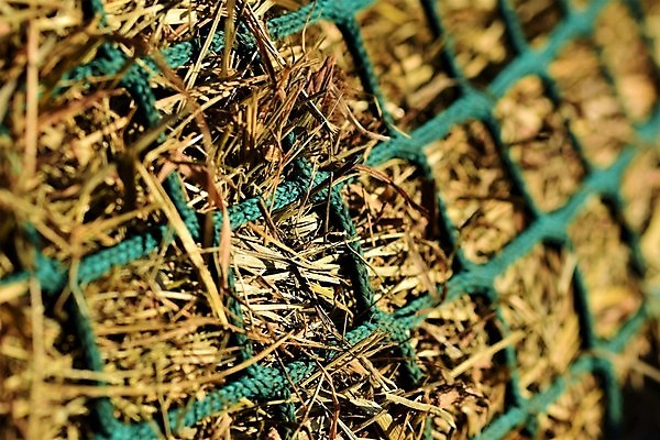 포토 JPG 해외이미지 줄기 백그라운드 사람없음 초록색 햇빛 태양 맑음 그물 닫기 볏짚 먹이 질감 해외포토 자연요소 식물 컬러 모션 날씨 짚 파일형식 이미지허브