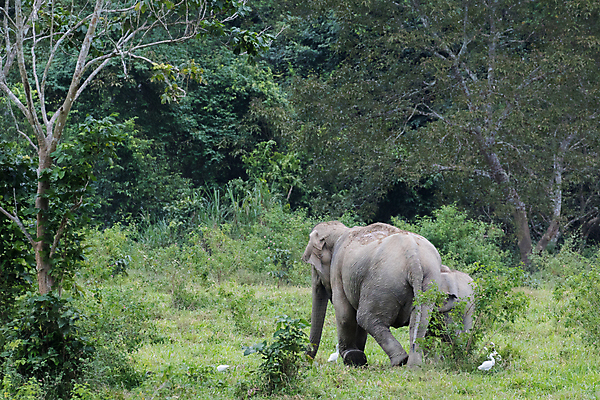 포토 JPG 해외이미지 동물 공원 아시아 야생동물 여행 포유류 가족 태국 자연 코끼리 종류 동양인 사람없음 환경 힘 아기 보호 숲 큼 인도인 코 멸종 내추럴 벌목 인구 전국 지능 해외포토 외국인 공공시설 나라 컨셉 관계 사람 인종 신체부위 크기 생태계 파일형식 이미지허브