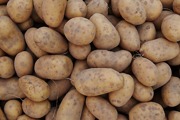 포토 JPG 해외이미지 식물 음식 백그라운드 농업 다이어트 채소 과일 재료 자연 새로움 감자 실내 건강 사람없음 야외 초록색 농작물 농장 노란색 세일 쌓기 환경 상점 정원 흙 수확 시골 신선 그룹 시장 유기농 질감 날것 뿌리 소매 흙더미 내추럴 매각 밭일 숙성 채식주의자 세련 비건 해외포토 웰빙 산업 컬러 컨셉 모션 내부 생태계 채식 파일형식 더미 이미지허브