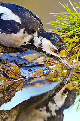 포토 JPG 해외이미지 동물 유럽 야생동물 날개 자연 조류 사람없음 야외 뷰티 환경 목욕 다양 연못 스페인 보호 숲 갈증 깃털 환경보전 생태계 생물학 부리 서식지 동물상 생태학 해외포토 교육 나라 다수 컨셉 조형물 청결 사회이슈 파일형식 이미지허브