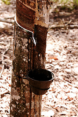 포토 JPG 해외이미지 나무 식물 산업 커피 농업 자연 주사기 사람없음 농작물 농장 수확 신선 액체 농부 숲 고무 잡동사니 내추럴 라텍스 수집가 해외포토 직업 음료 의료기기 생태계 파일형식 이미지허브