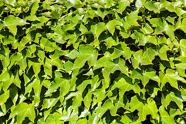 포토 JPG 해외이미지 나무 식물 계절 공원 벽 백그라운드 잎 패턴 자연 사람없음 야외 장식 초록색 여름 빛 컬러풀 햇빛 환경 정원 맑음 봄 활발 성장 가을 나뭇가지 신선 숲 묘사 질감 포도나무 내추럴 생태학 해외포토 공공시설 교육 컬러 컨셉 무늬 날씨 태양 과일나무 생태계 파일형식 이미지허브