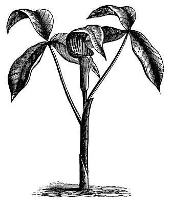 EPS 해외이미지 식물 꽃 잎 일러스트 자연 양파 미술 갈색 검은색 미국 수확 골동품 벚꽃 흰색 용 인쇄 인도인 그림 판화 고립 변소 삼림지대 영원 옛날 해외일러스트 외국인 컬러 북아메리카 농업 채소 문화예술 동양인 숲 생태계 파일형식 벡터 이미지허브