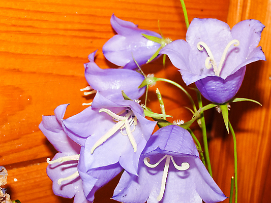 포토 JPG 해외이미지 식물 계절 꽃잎 꽃 줄기 분홍색 꽃다발 백그라운드 잎 꽃무늬 밭 오렌지 자연 국화 초원 사람없음 야외 장식 빨간색 초록색 여름 컬러풀 뷰티 노란색 정원 봄 활발 성장 벚꽃 흰색 신선 개화 원예 데이지 정사각형 내추럴 깊이 블러 해외포토 도형 컬러 컨셉 무늬 농업 과일 취미 생태계 파일형식 이미지허브