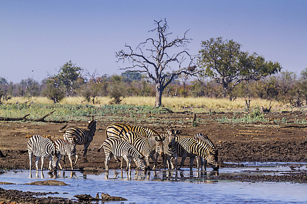 포토 JPG 해외이미지 동물 야생동물 포유류 아프리카 자연 국립공원 사람없음 가로 마시기 그룹 황무지 보호 군중 사파리 얼룩말 서식지 남아프리카 보츠와나 보호구역 해외포토 공원 나라 컨셉 모션 사람 말_동물 생태계 구역 파일형식 이미지허브