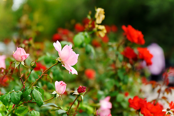 포토 JPG 해외이미지 식물 디자인 꽃잎 꽃 분홍색 백그라운드 컨셉 잎 꽃무늬 텍스트 자연 발렌타인데이 사랑 사람없음 야외 아웃포커스 장식 초록색 여름 컬러풀 뷰티 장미 환경 정원 봄 낭만 성장 벚꽃 신선 개화 소프트포커스 원예 보케 내추럴 블러 카피스페이스 해외포토 계절 감정 컬러 무늬 데이이벤트 촬영기법 취미 공백 생태계 파일형식 이미지허브