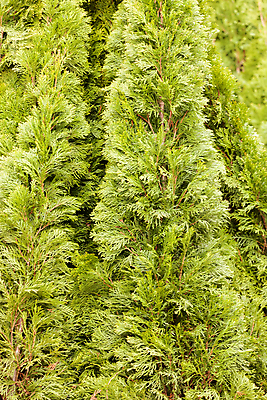 포토 JPG 해외이미지 나무 식물 공원 백그라운드 잎 패턴 가족 자연 벽지 사람없음 장식 초록색 빛 울타리 정원 흰색 나뭇가지 신선 질감 상록수 침엽수 내추럴 사이프러스 해외포토 공공시설 컬러 무늬 관계 담장 생태계 파일형식 이미지허브
