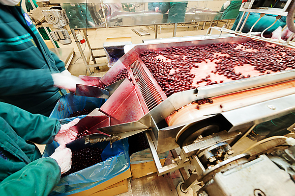 포토 JPG 해외이미지 음식 과일 공장 사람없음 냉동 얼음 기계 체리 제조 식품공장 냉동식품 해외포토 자연요소 공업 파일형식 이미지허브