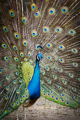 포토 JPG 해외이미지 태국 사람없음 펼침 우아함 공작 깃털 꼬리 해외포토 아시아 컨셉 모션 조류 파일형식 이미지허브