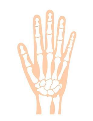 EPS 해외이미지 손 과학 신체 일러스트 손가락 해부 뼈 골격 건강 병원 사람 스터디 약 고통 의사 엄지손가락 오르간 질병 손목 생물학 시스템 팔 외과 고립 돌봄 해외일러스트 교육 감정 의학 모션 신체부위 학습 의료진 건반악기 파일형식 벡터 이미지허브