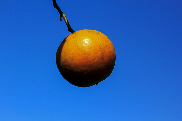 포토 JPG 해외이미지 나무 식물 라이프스타일 디자인 열매 꽃 음식 잎 밭 채소 오렌지 과일 손가락 자연 딸기 귤 매달리기 건강 사람없음 야외 초록색 농작물 농장 노란색 정원 봄 수확 성장 나뭇가지 선택 사과 자르기 지중해 관목 유기농 커뮤니티 상록수 내추럴 발렌시아 숙성 전후 해외포토 손 웰빙 계절 바다 컬러 컨셉 농업 모션 생활 비교 생태계 파일형식 이미지허브