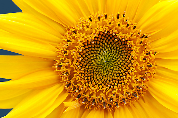 포토 JPG 해외이미지 꽃잎 해바라기 근접촬영 사람없음 해외포토 꽃 뷰포인트 파일형식 이미지허브