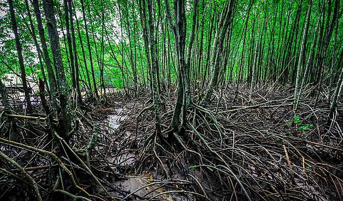 포토 JPG 해외이미지 나무 식물 공원 아시아 바다 여행 백그라운드 태국 자연 풍경 사람없음 야외 초록색 물 여름 강 뷰티 환경 나뭇가지 숲 뿌리 내추럴 생태학 이국적 해외포토 자연요소 계절 공공시설 교육 나라 컬러 생태계 파일형식 이미지허브