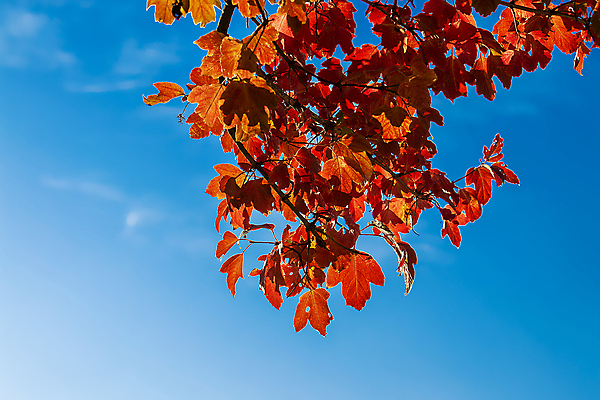 포토 JPG 해외이미지 나무 식물 디자인 계절 공원 백그라운드 단풍 잎 캐나다 패턴 오렌지 자연 벽지 하늘 프레임 사람없음 야외 장식 빨간색 파란색 컬러풀 햇빛 태양 뷰티 노란색 우주 활발 가을 나뭇가지 변화 황금 숲 묘사 질감 장면 진홍색 10월 내추럴 러시아인 엘리먼트 해외포토 자연요소 서양인 공공시설 컬러 컨셉 북아메리카 무늬 과일 날짜 생태계 파일형식 이미지허브