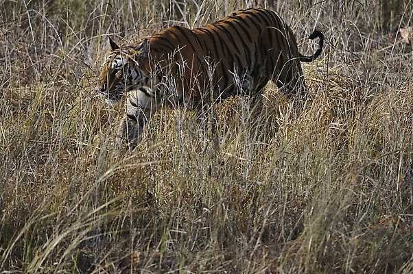 포토 JPG 해외이미지 동물 1 아시아 얼굴 야생동물 포유류 자연 털 사람없음 야외 가로 빨간색 컬러풀 뷰티 머리 고양이 줄무늬 분노 흰색 호랑이 숲 위험 큼 사파리 사냥 육식동물 장면 사냥꾼 표범 노려봄 이국적 해외포토 직업 감정 나라 컬러 컨셉 무늬 표정 신체부위 반려동물 크기 생태계 파일형식 이미지허브