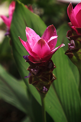 포토 JPG 해외이미지 식물 꽃 자연 사람없음 정원 생강 플로리다 해외포토 채소 미국 생태계 파일형식 이미지허브