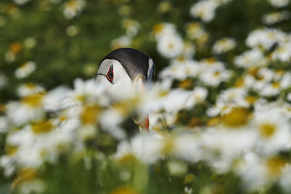 포토 JPG 해외이미지 동물 계절 꽃 지구 야생동물 바다 섬 날개 오렌지 자연 조류 웨일즈 사람없음 빨간색 여름 파란색 컬러풀 노란색 검은색 흰색 구멍 땅 깃털 데이지 부리 지하 멸종 대서양 계산서 내추럴 동물상 왕국 펨브룩셔 해외포토 식물 컬러 과일 영국 조형물 생태계 파일형식 이미지허브