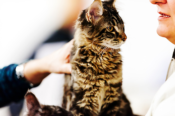 포토 JPG 해외이미지 한마리 손 여자 중년 실내 한명 상반신 옆모습 신체부위 반려동물 고양이 중년여자한명만 반려묘 해외포토 동물 1 뷰포인트 포유류 사람 성인 내부 여자한명만 중년여자만 파일형식 이미지허브