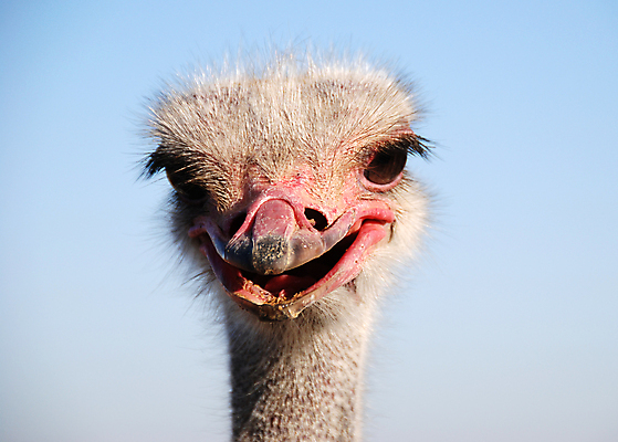 포토 JPG 해외이미지 동물 얼굴 야생동물 아프리카 자연 조류 하늘 동물원 사람없음 농장 머리 활발 유머 큼 속눈썹 깃털 코 부리 목 타조 남쪽 해외포토 감정 나라 컨셉 농업 신체부위 크기 눈썹 방향 생태계 파일형식 이미지허브