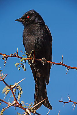 포토 JPG 해외이미지 나무 동물 야생동물 백그라운드 포크 날개 아프리카 자연 조류 앉기 사람없음 야외 초록색 환경 정원 검은색 흰색 나뭇가지 황무지 사파리 깃털 싱글 꼬리 부리 서식지 남쪽 내추럴 남아프리카 동물상 생태학 해외포토 식물 식기 교육 나라 컬러 모션 조형물 방향 생태계 파일형식 이미지허브