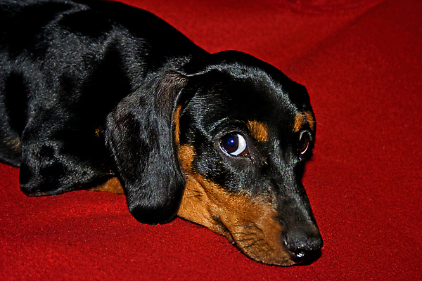 포토 JPG 해외이미지 동물 응시 얼굴 새끼 백그라운드 포유류 휴식 털 사람없음 빛 반려동물 머리 검은색 잠 소시지 개 강아지 선탠 닥스훈트 사냥개 귀 사냥꾼 길이 송곳니 거짓말 고립 기르기 우울감 유래 총구 해외포토 직업 시선 감정 컬러 컨셉 신체부위 가공식품 치아 돌봄 파일형식 이미지허브