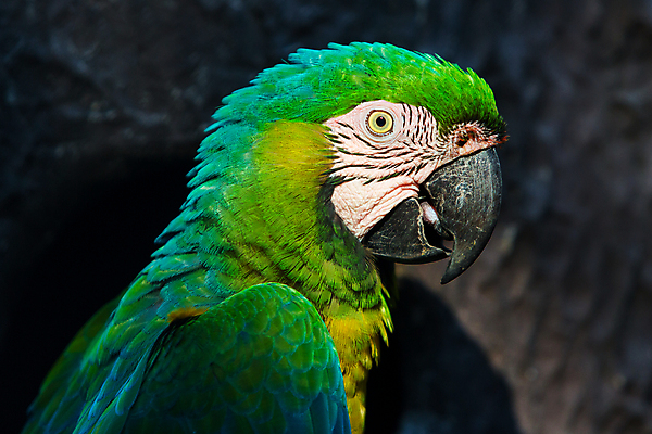포토 JPG 해외이미지 동물 야생동물 백그라운드 날개 자연 조류 열대 함께함 동물원 앉기 사람없음 가로 빨간색 초록색 여름 파란색 컬러풀 뷰티 노란색 자유 나뭇가지 그룹 깃털 꼬리 부리 앵무새 새장 내추럴 강렬 동물상 마카오 이국적 해외포토 나무 계절 컬러 컨셉 모션 조형물 생태계 케이지 파일형식 이미지허브