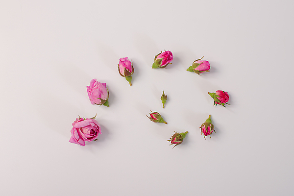 포토 JPG 해외이미지 스튜디오촬영 꽃 분홍색 사람없음 하이앵글 장미 해외포토 식물 뷰포인트 컬러 실내 파일형식 이미지허브