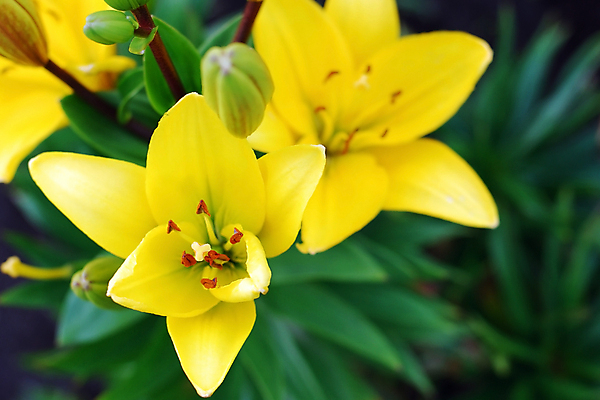 포토 JPG 해외이미지 식물 꽃잎 꽃 잎 꽃무늬 자연 사람없음 초록색 여름 노란색 정원 성장 벚꽃 개화 백합 원예 해외포토 계절 컬러 무늬 취미 생태계 파일형식 이미지허브