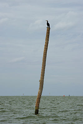 포토 JPG 해외이미지 실루엣 호수 물결 야생동물 파도 바다 날개 조류 하늘 표면 아침 낚시 휴식 그림자 어류 앉기 풍경 사람없음 물 여름 컬러풀 뷰티 반사 일출 황혼 일몰 새벽 만 그물 저녁 큼 봉 수평선 해외포토 주간 자연요소 동물 계절 컬러 컨셉 모션 레저 촬영기법 노을 수중동물 야간 크기 파일형식 이미지허브