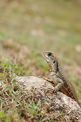포토 JPG 해외이미지 동물 야생동물 신체 파충류 자연 생물 종류 사람없음 야외 반려동물 컬러풀 갈색 환경 용 피부 눈금 도마뱀 육식동물 동물상 해외포토 컬러 신체부위 조형물 생태계 파일형식 이미지허브