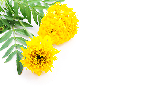 포토 JPG 해외이미지 식물 계절 꽃잎 꽃 백그라운드 잎 꽃무늬 오렌지 자연 사람없음 장식 초록색 여름 컬러풀 뷰티 노란색 머리 정원 봄 벚꽃 흰색 개화 황금 인도인 꽃집 심볼 싱글 내추럴 고립 해외포토 외국인 컬러 무늬 과일 동양인 신체부위 상점 생태계 파일형식 이미지허브