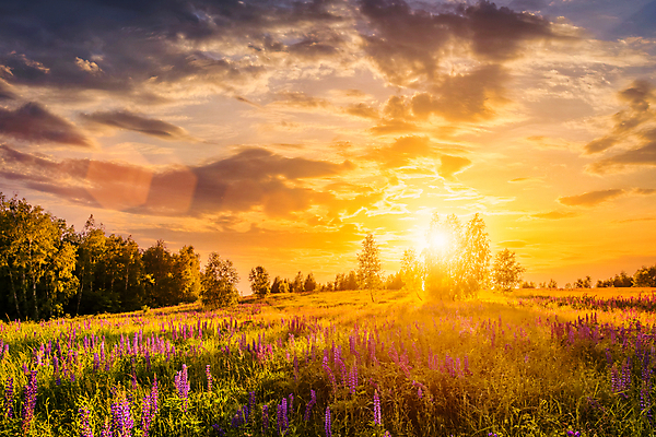 포토 JPG 해외이미지 나무 꽃밭 자연 하늘 사람없음 야외 햇빛 태양 일몰 해외포토 자연요소 식물 꽃 노을 생태계 파일형식 이미지허브