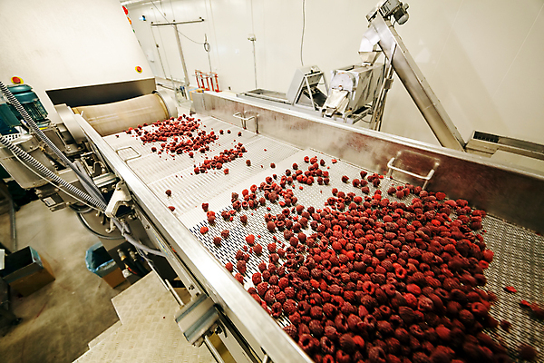 포토 JPG 해외이미지 공장 사람없음 냉동 기계 제조 산딸기 일렬 분류 식품공장 냉동식품 해외포토 음식 과일 공업 파일형식 이미지허브