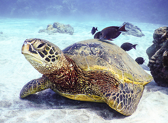 포토 JPG 해외이미지 여행 자연 사람없음 뷰티 수중 해외포토 생태계 파일형식 이미지허브