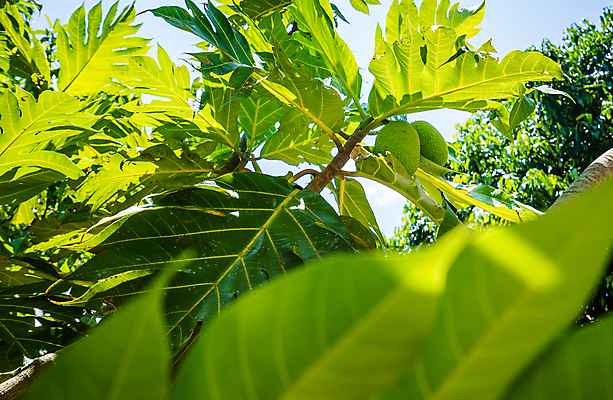 포토 JPG 해외이미지 나무 식물 디자인 음식 빵 여행 백그라운드 잎 농업 다이어트 과일 태국 자연 매달리기 건강 사람없음 초록색 여름 정원 나뭇가지 신선 원형 달콤 맛 오브젝트 유기농 질감 내추럴 숙성 맛있는 해외포토 도형 웰빙 계절 산업 아시아 컬러 컨셉 모션 생태계 파일형식 이미지허브