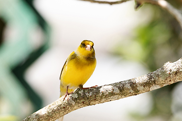 포토 JPG 해외이미지 동물 남자 야생동물 자연 조류 사람없음 깃털 해외포토 사람 생태계 파일형식 이미지허브